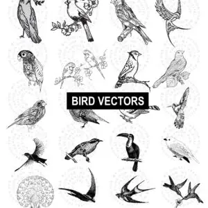 Bird Vector Illustration Pack